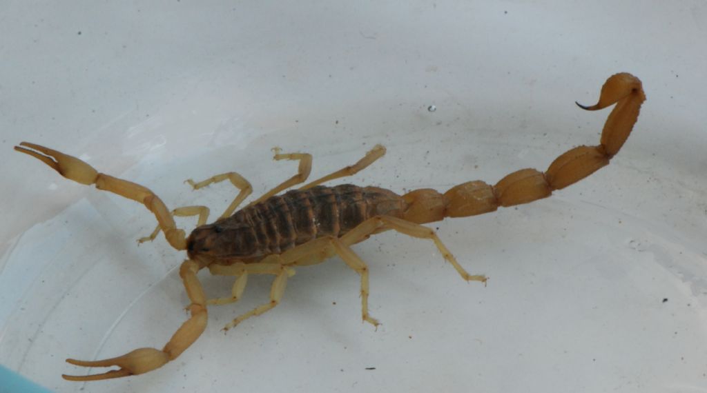 Aegaeobuthus gibbosus dll''isola di Corf, Grecia